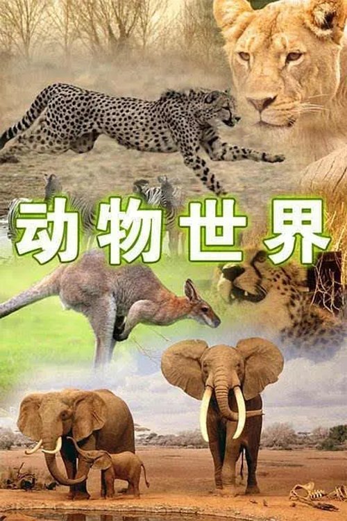 Poster de 动物世界