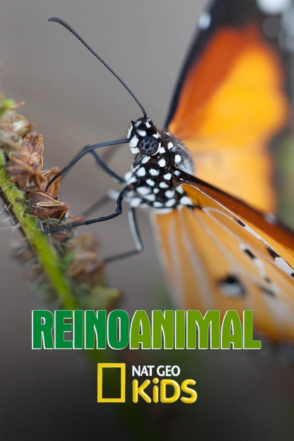 Poster de Reino Animal