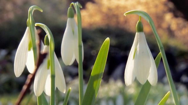 Snowdrops