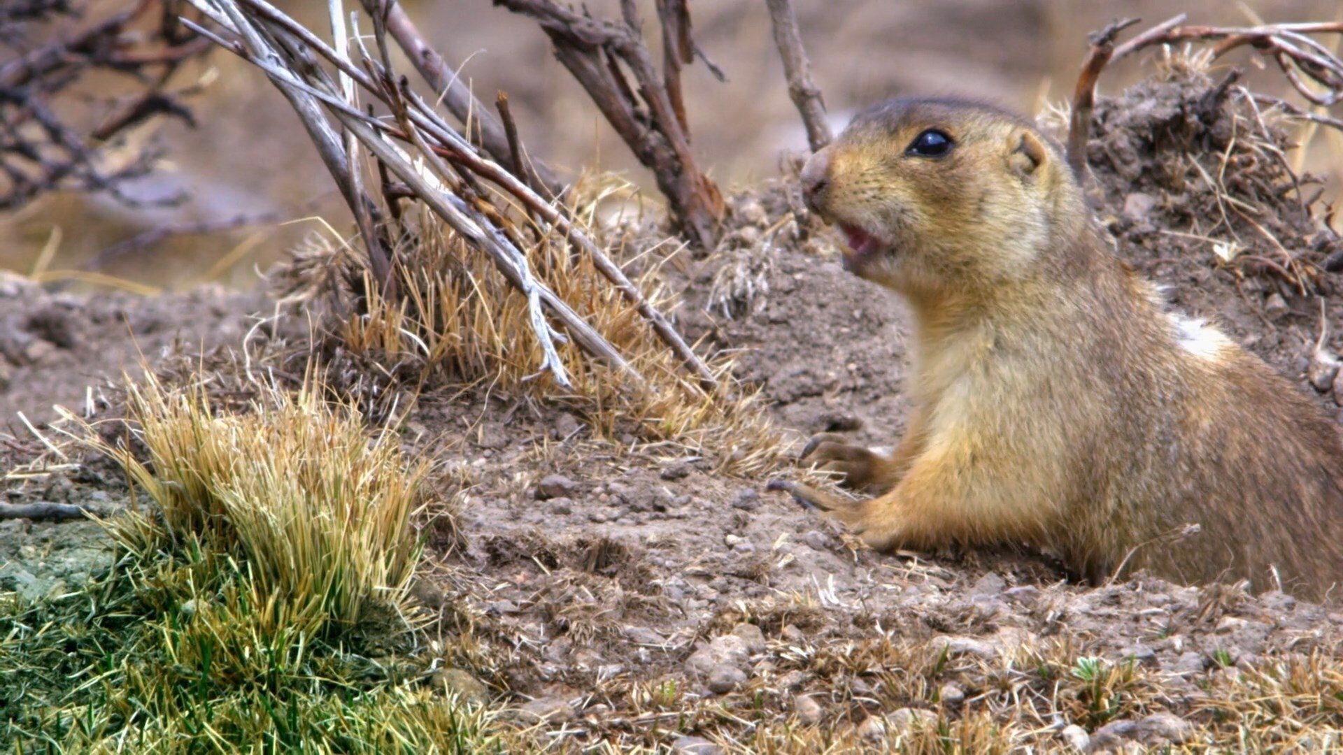 Prairie Dog Manor