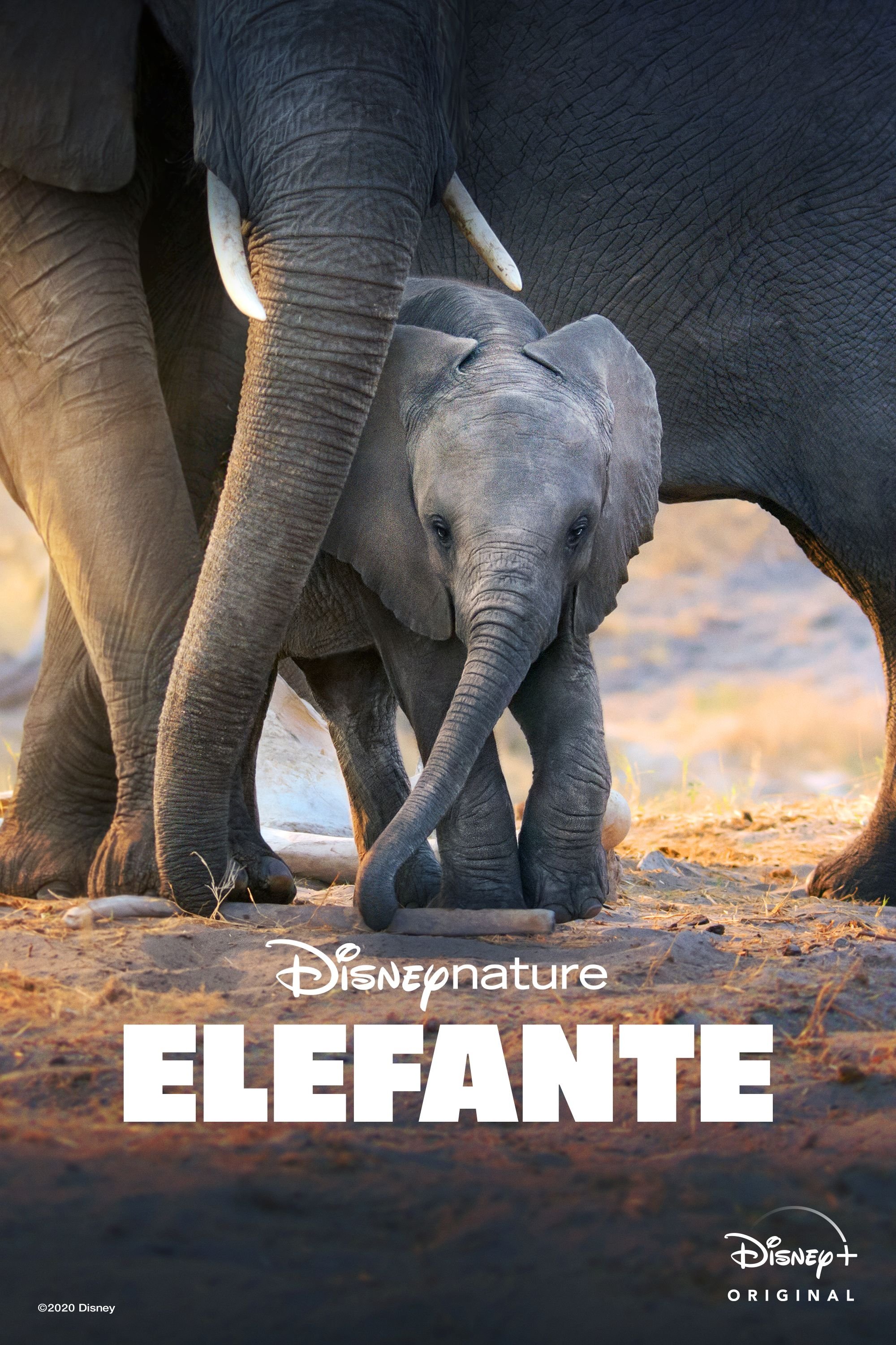 Poster de Elefante