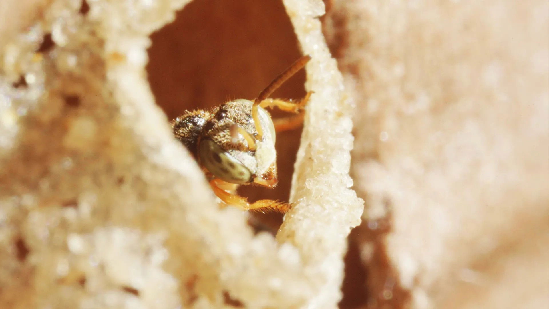 Peru, the sacred bees of the Amazon