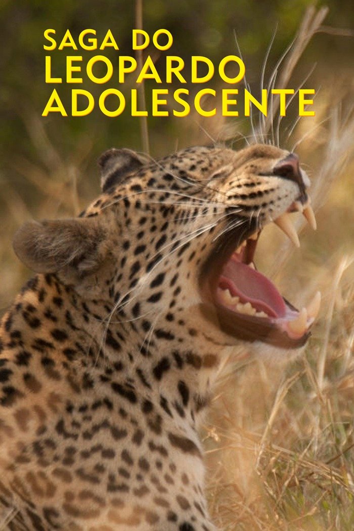 Poster de Saga do Leopardo Adolescente
