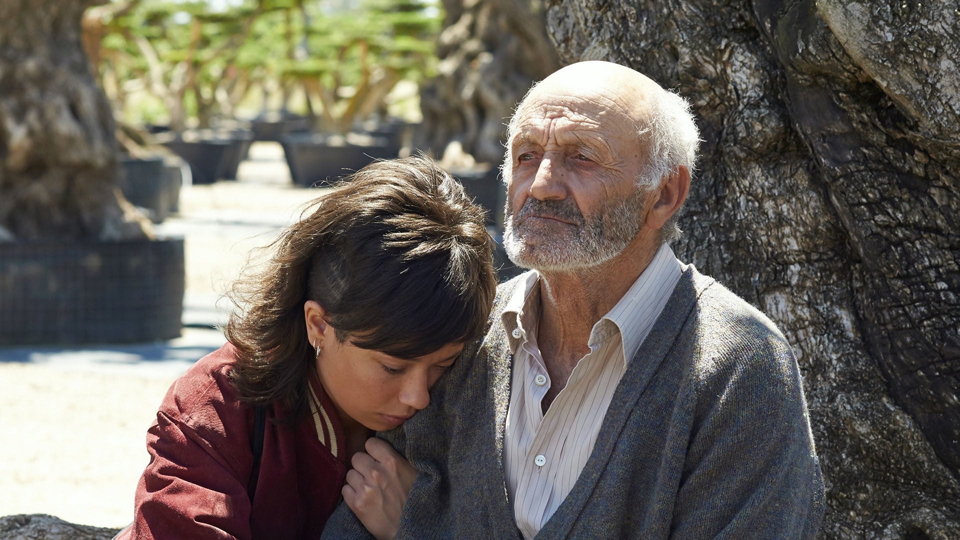 The Olive Tree 2016 123movies