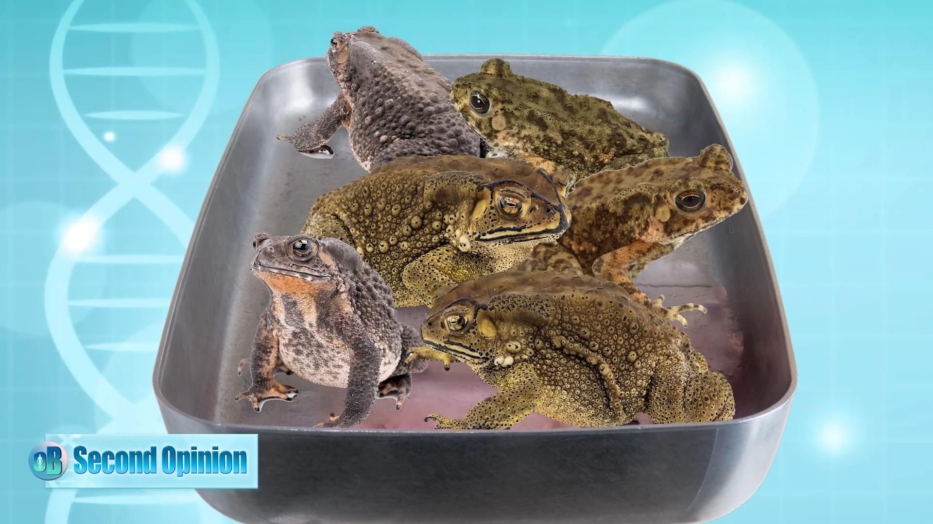 Zits, Boils & Lesions