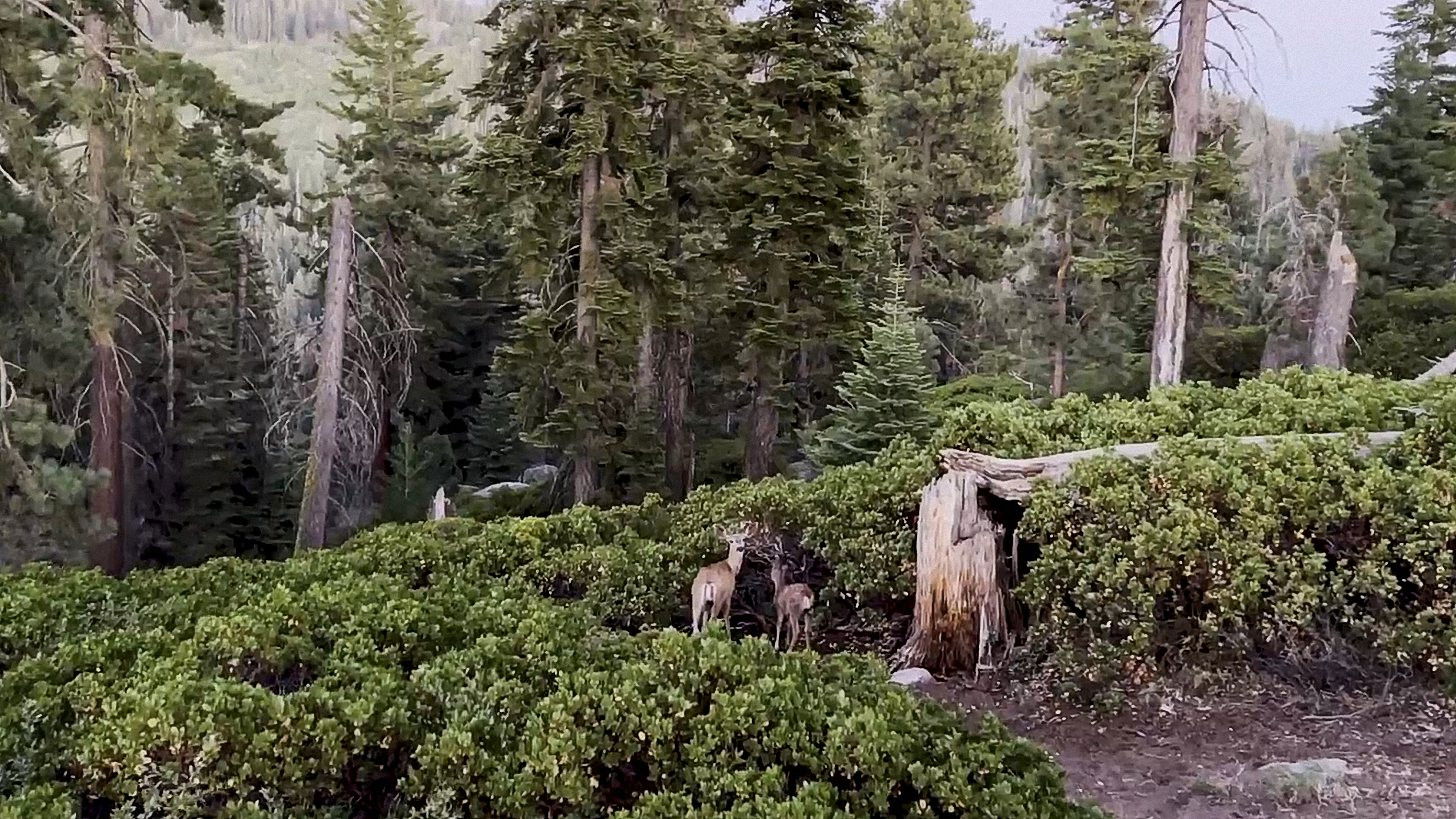 Sequoia/Kings Canyon