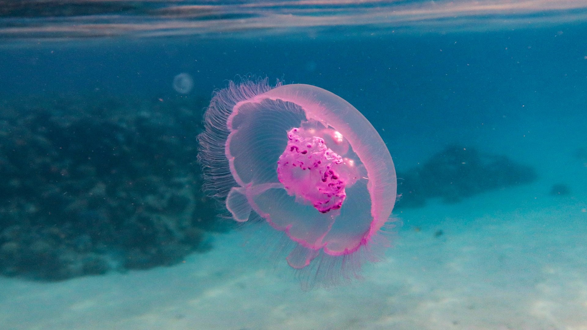 Plastic Visitor