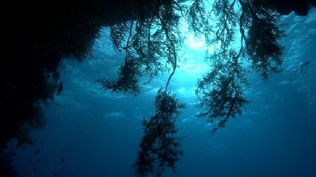 Into the Heart of the Reef