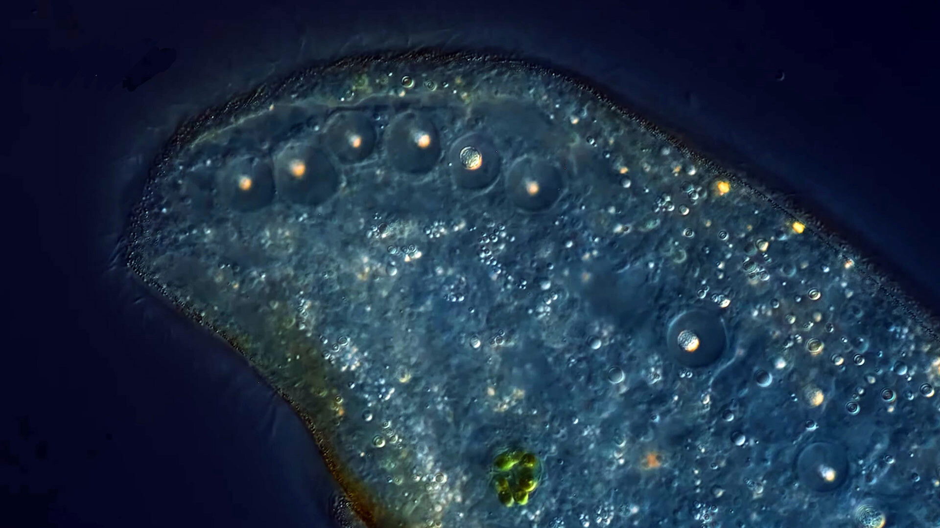 We Dipped Our Lens in Oil to See More Detail