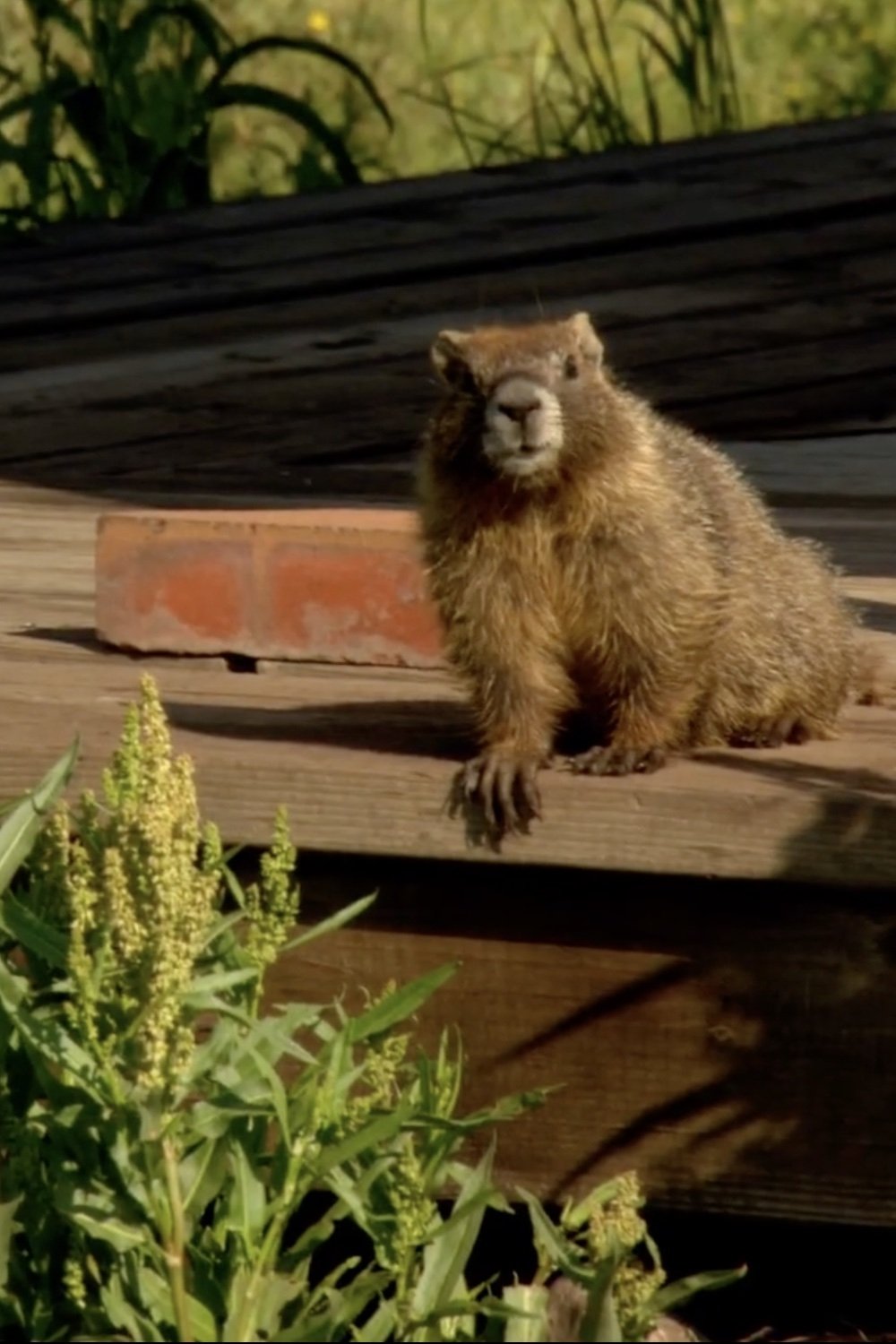 Poster de The Study Of Groundhogs: A Real Life Look At Marmots