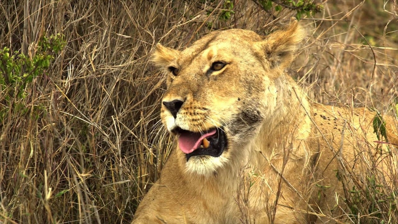 Serengeti: Nature’s Greatest Journey 2015 123movies