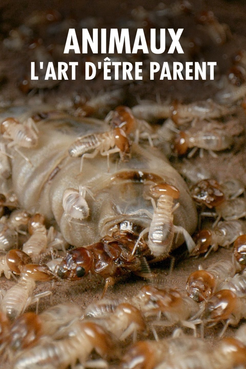 Poster de Wilde Eltern