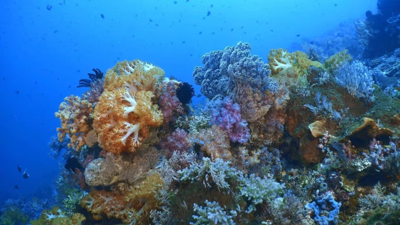 Triangle de Corail Merveilleuse biodiversité marine