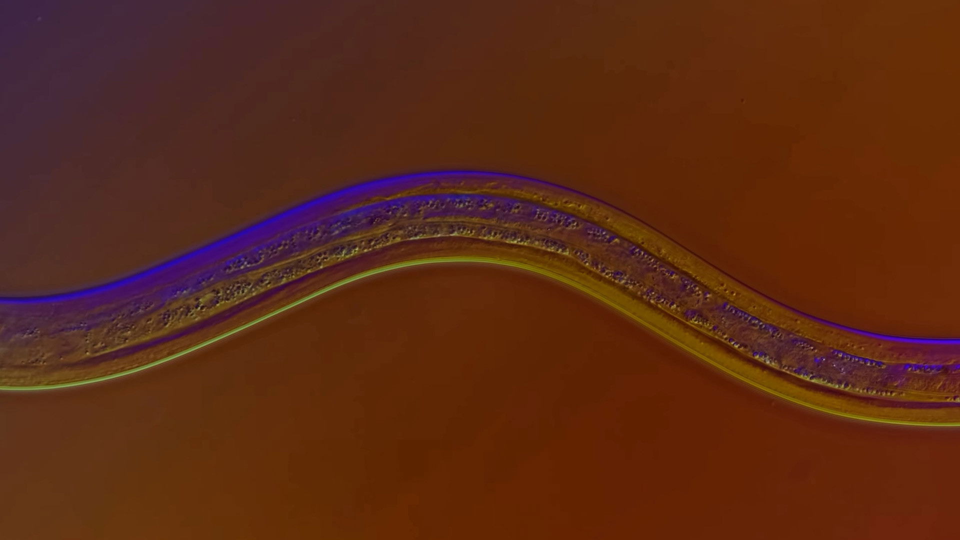 Nematodes: The Worm That Sculpted The World