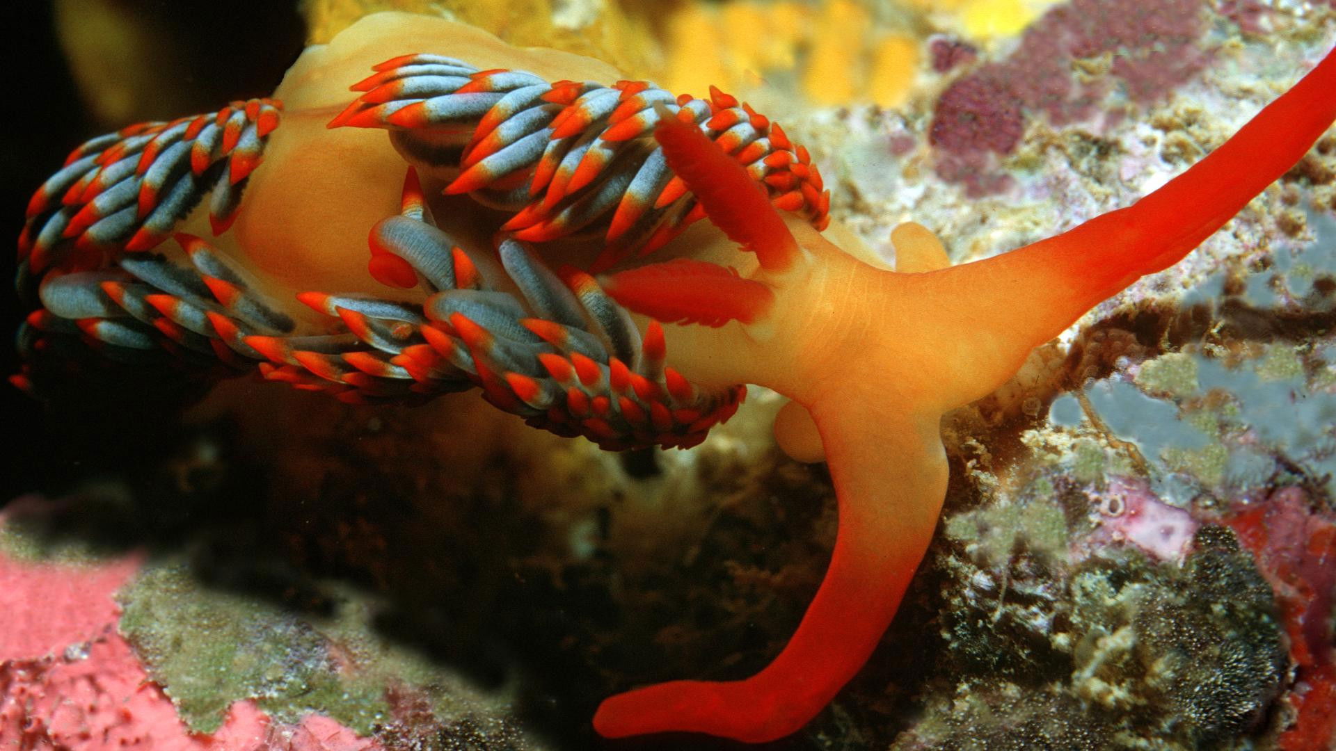 Nature's Deadly Alchemists