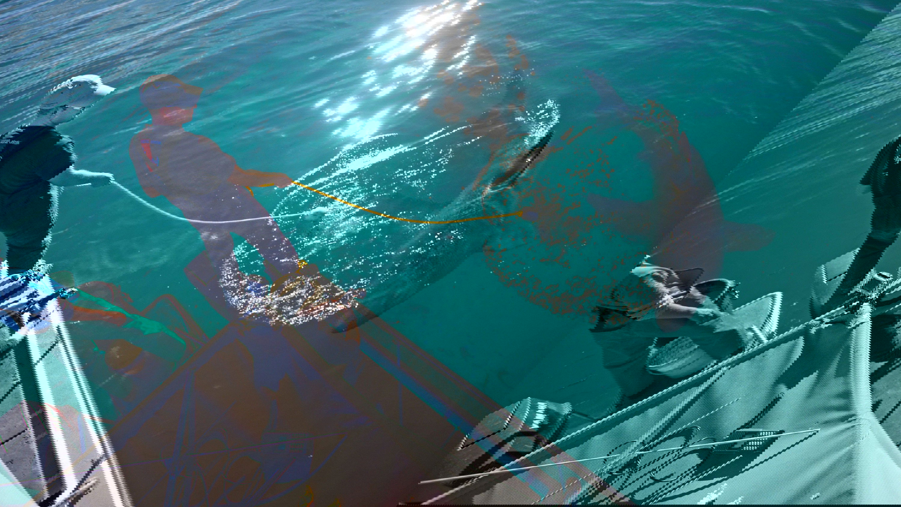 Great White Ambush