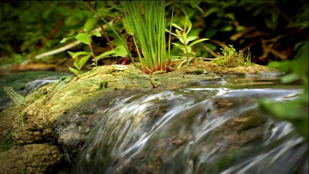 The Caterpillar Who Wanted to See the Ocean