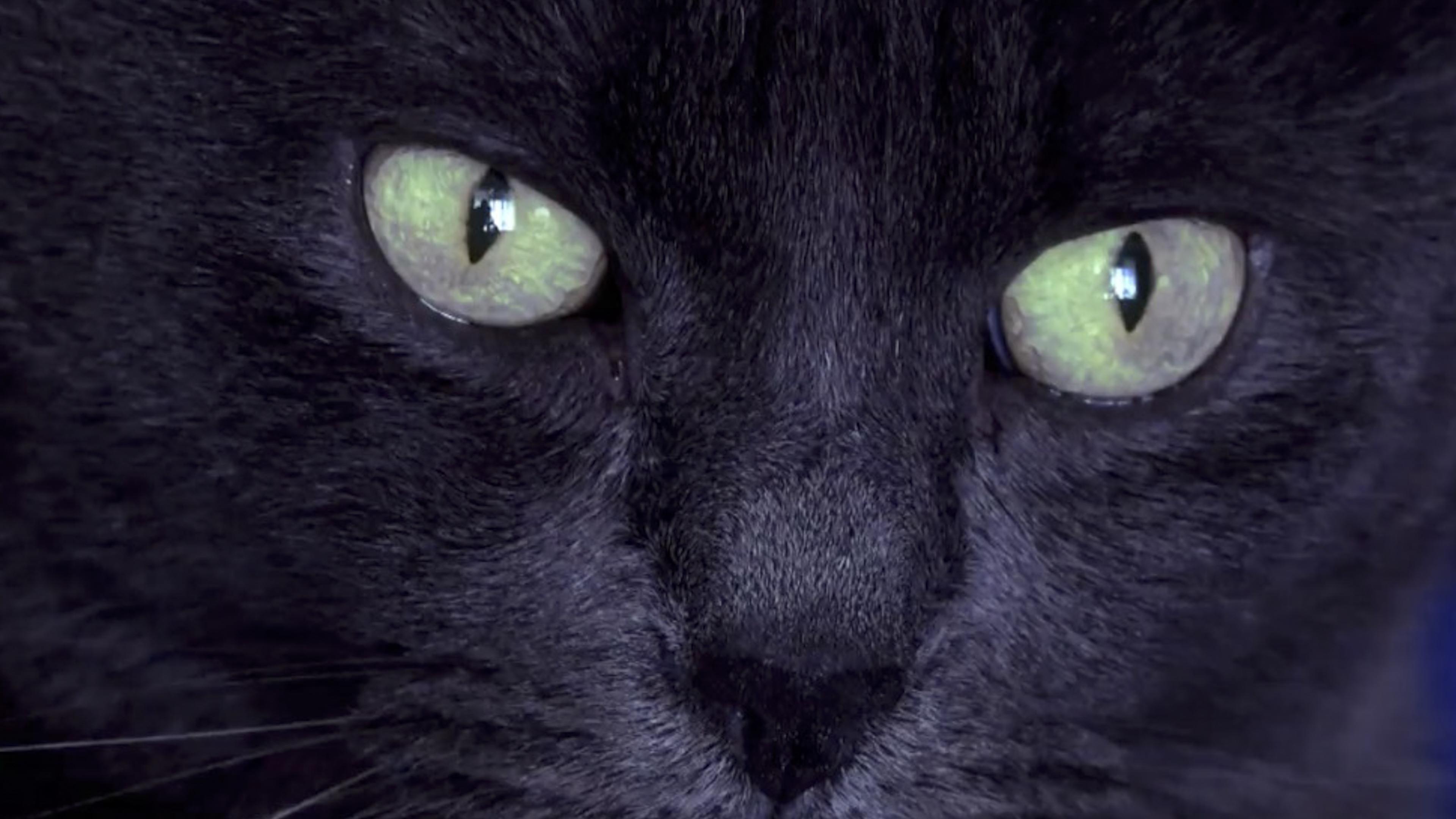 Feline Phantom in Minnesota and More