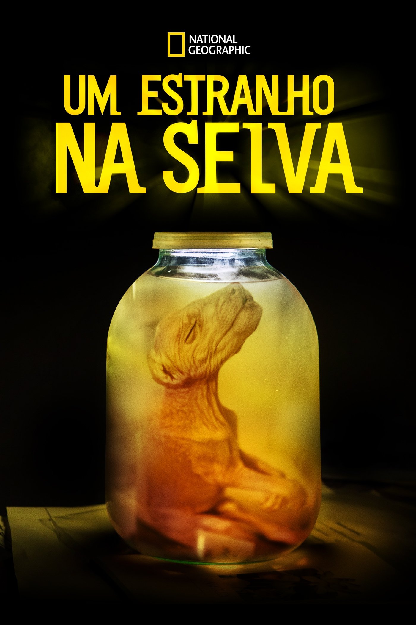 Poster de Um Estranho na Selva