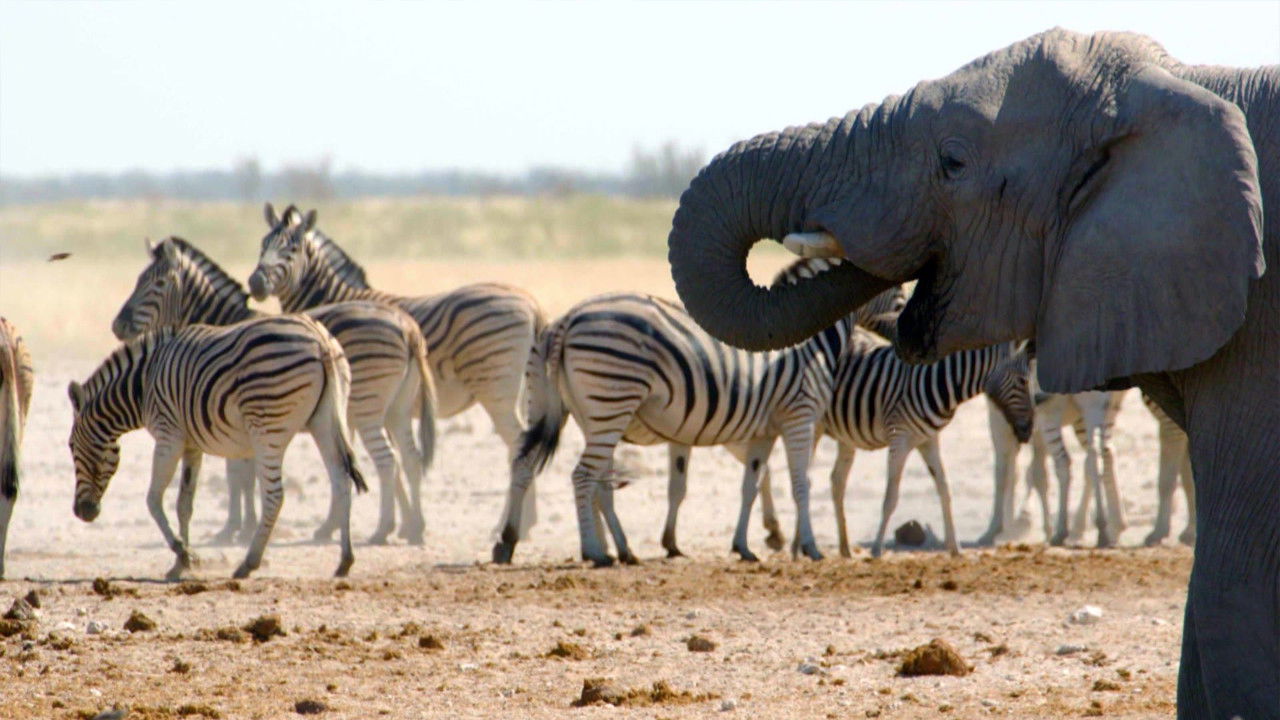 Wild Voices: The Mighty Force of the Animal Kingdom