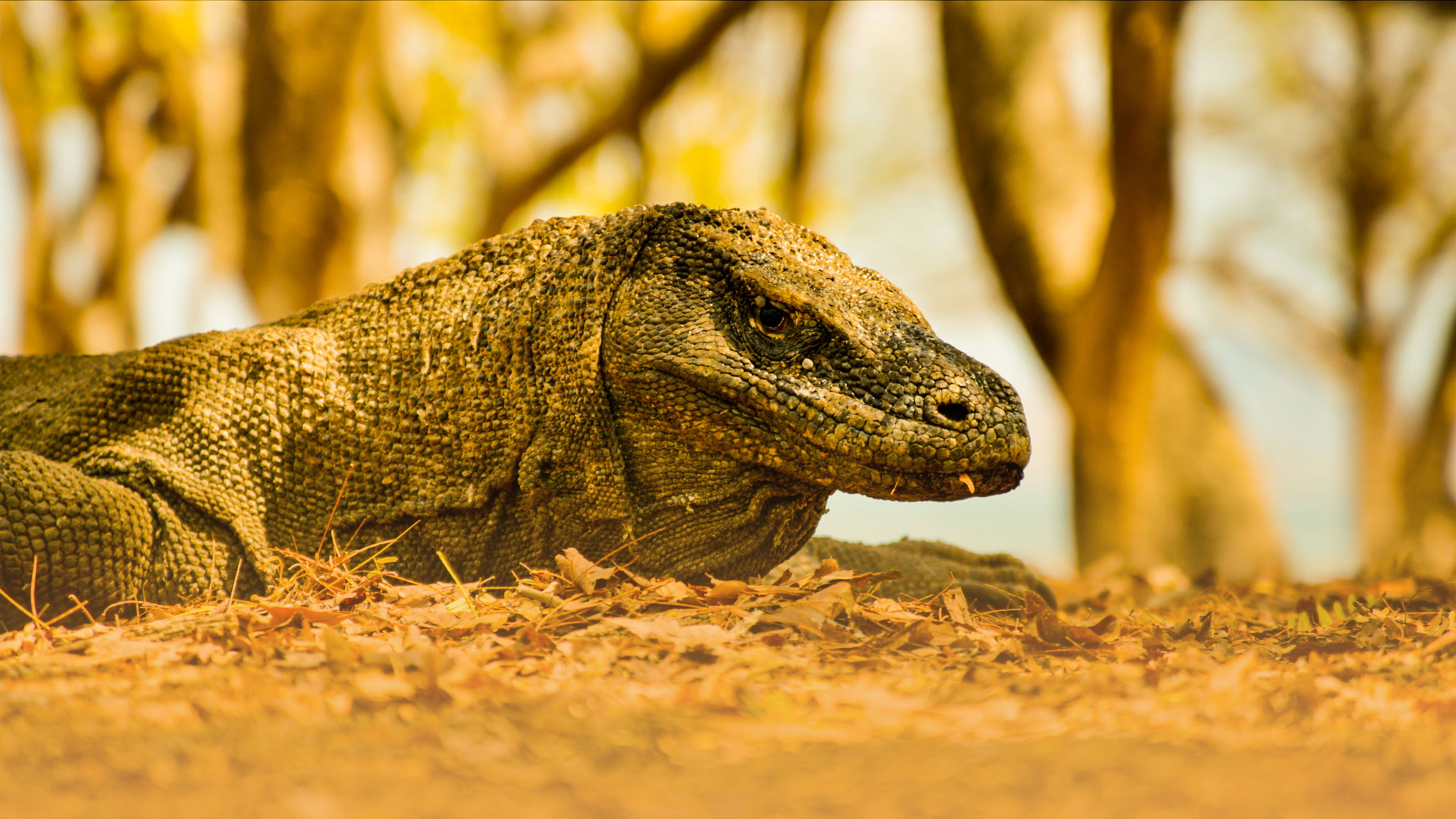 Volcanoes And Dragons In Indonesia