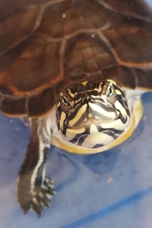 Foto de Mozzeca Giuffrida