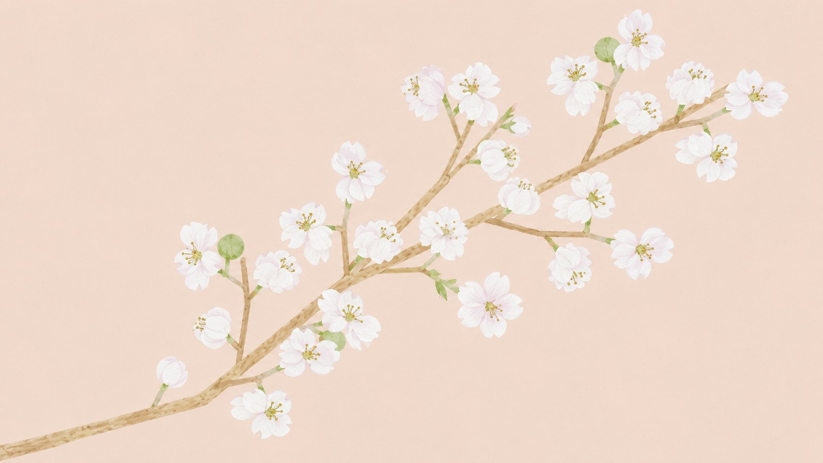 Backdrop