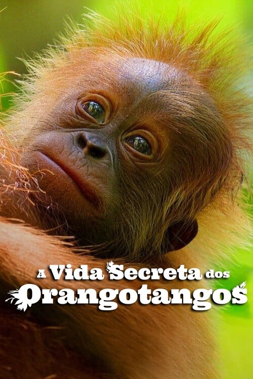 Poster de A Vida Secreta dos Orangotangos