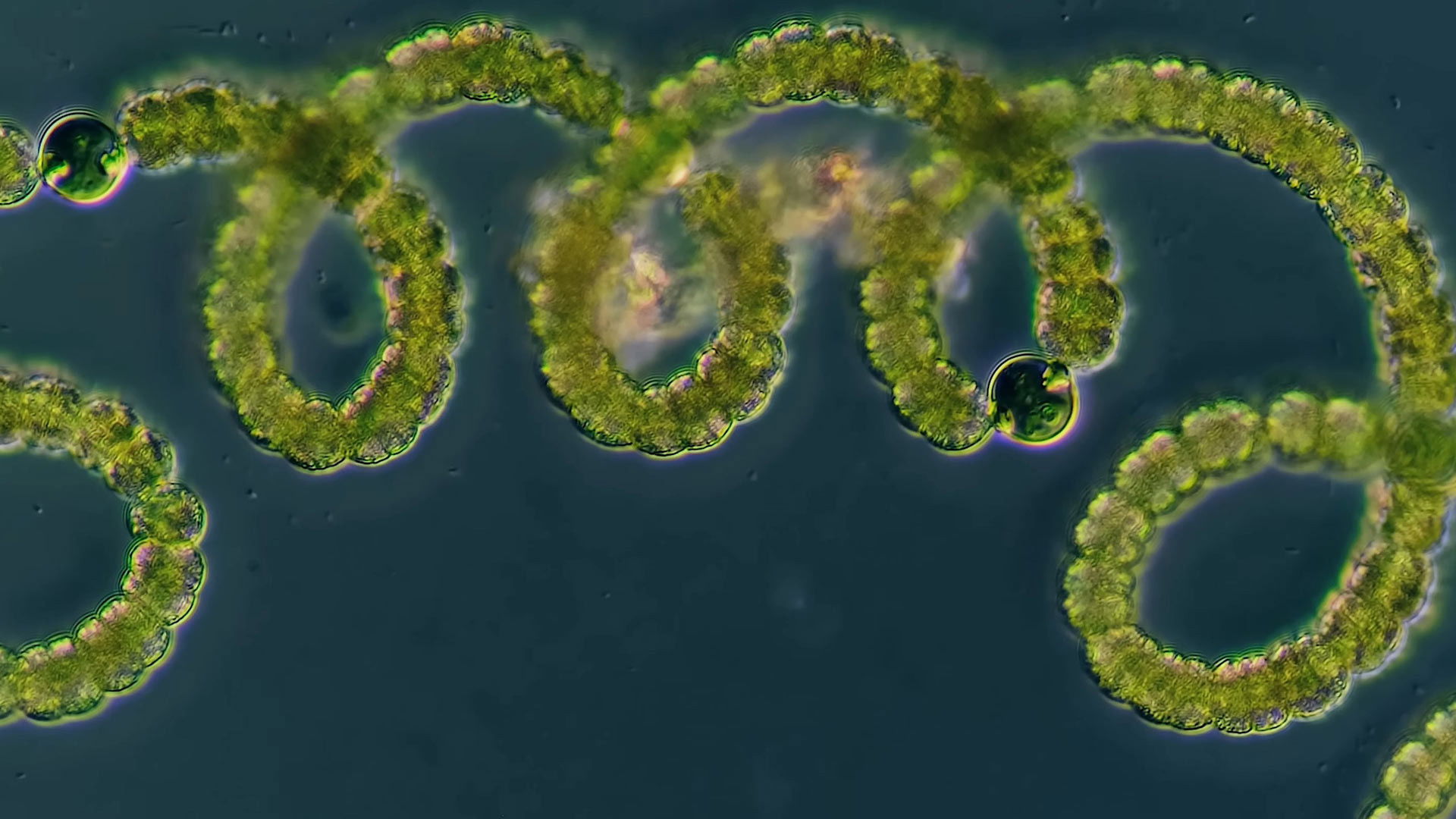 Getting to the Root of Nitrogen Fixation