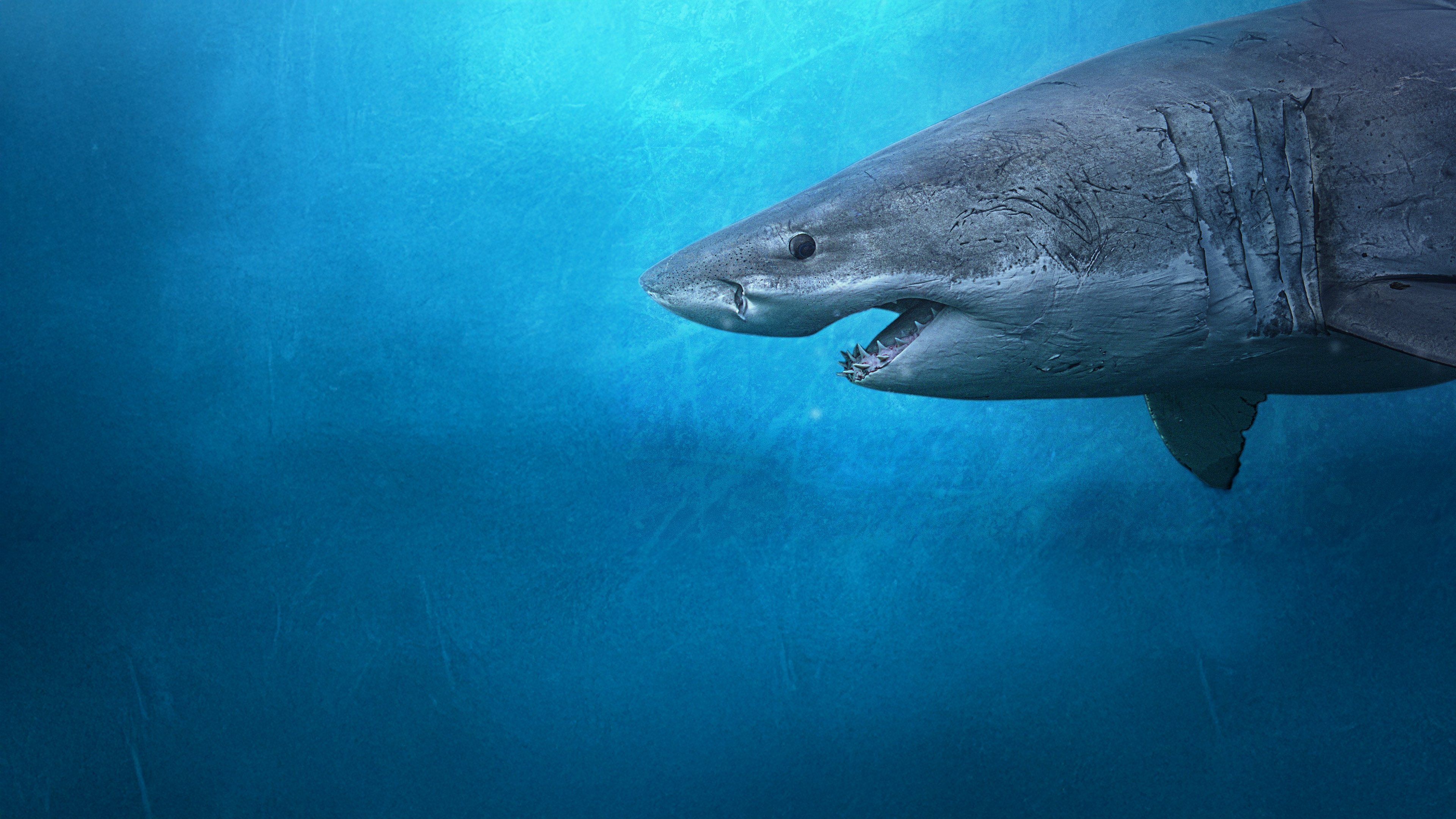 Sharks of the North