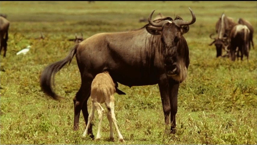 If I Were a Wildebeest