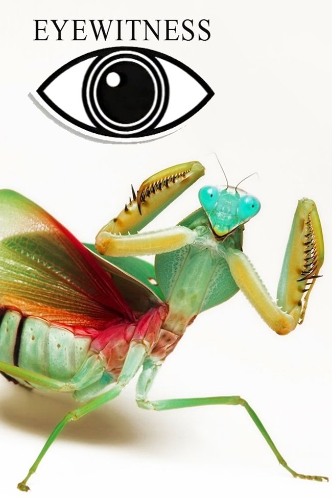 Poster de Olho Vivo