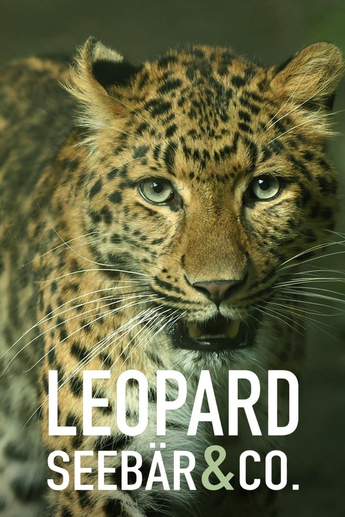 Poster de Leopard, Seebär & Co.