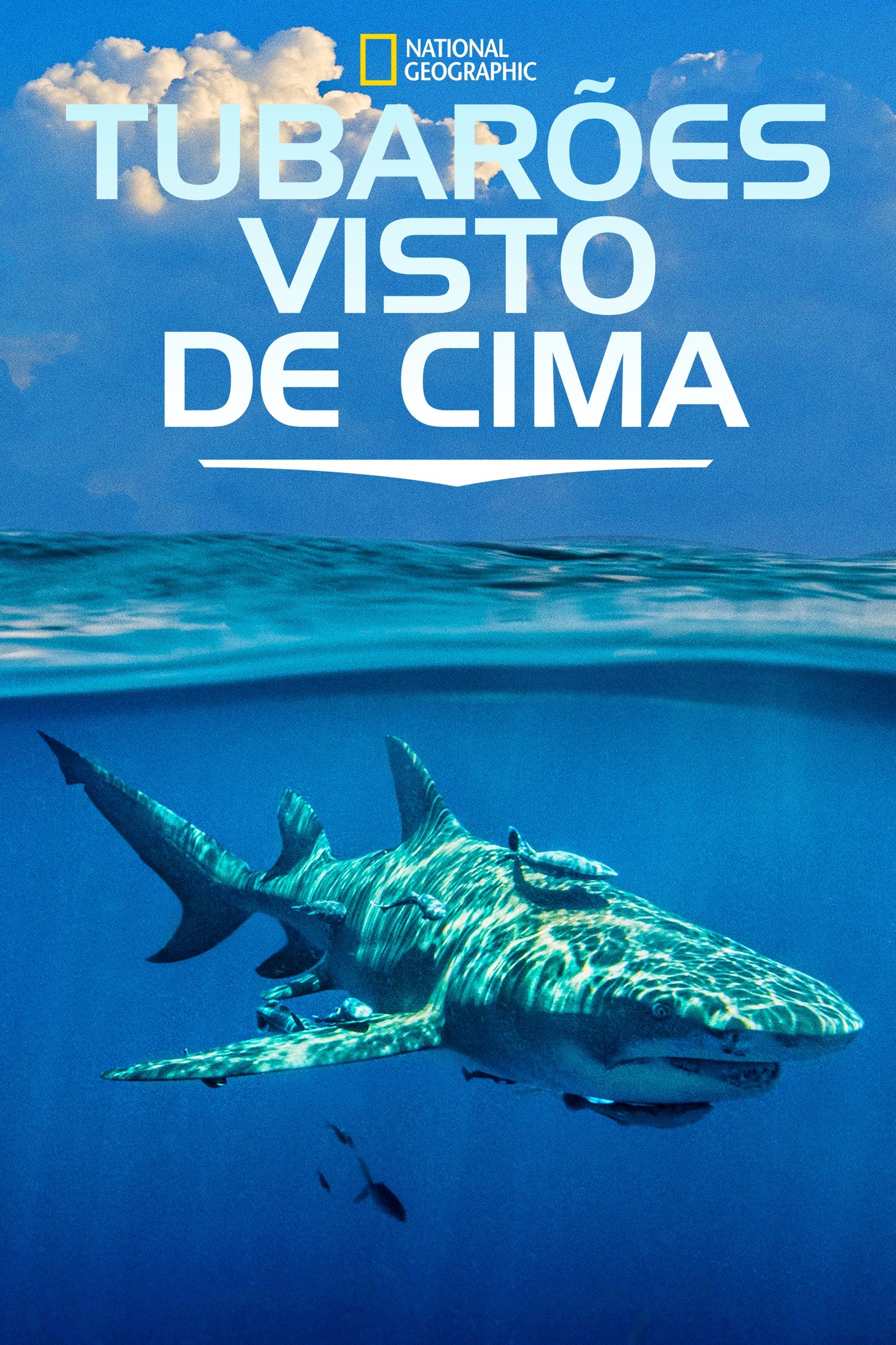 Poster de Tubarões Visto de Cima