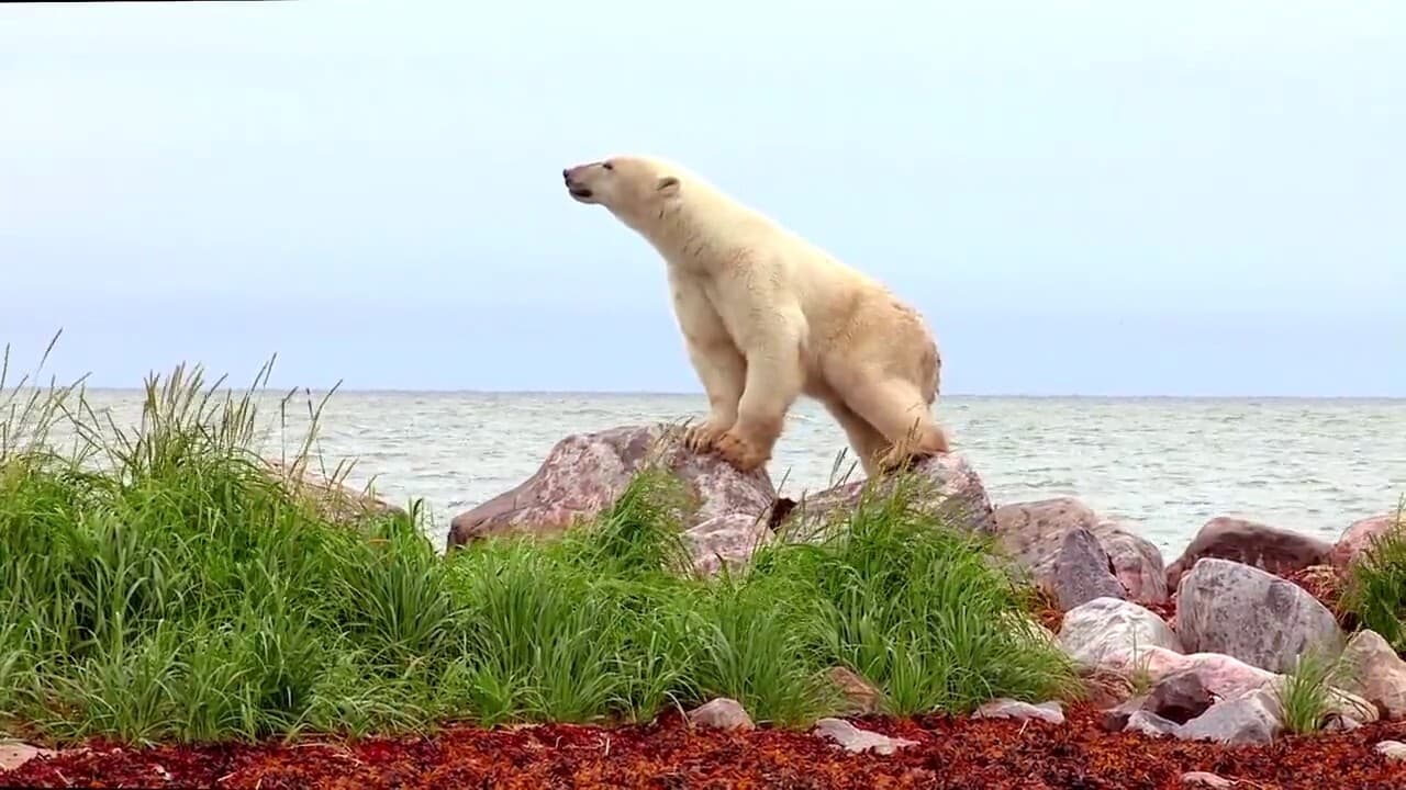 Polar Bears: A Summer Odyssey 2012 123movies