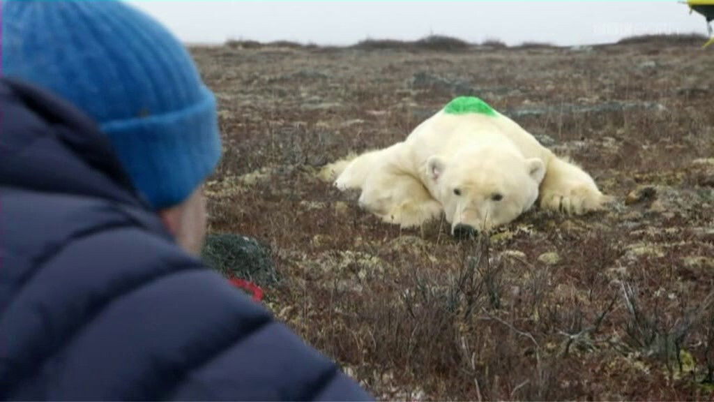 Life in Polar Bear Town