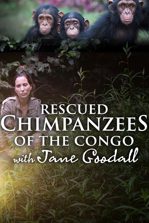 Poster de Rescued Chimpanzees of the Congo with Jane Goodall