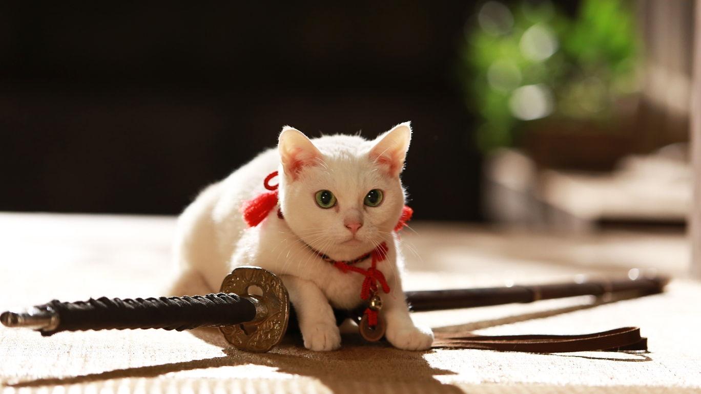 Samurai Cat 2: A Tropical Adventure 2015 123movies