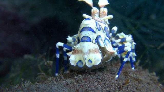 The Odd, the Weird and the Unusual