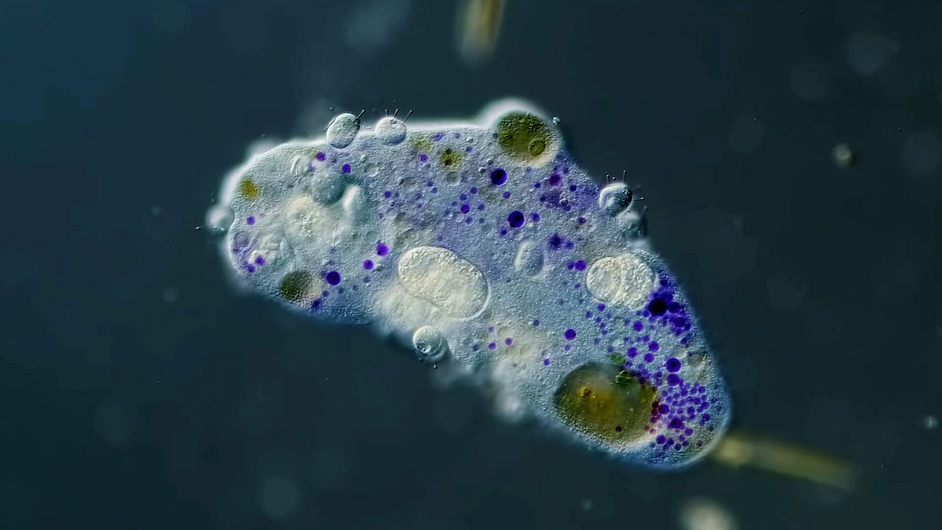 The Gruesome Tale of the Hitchhiking Parasite