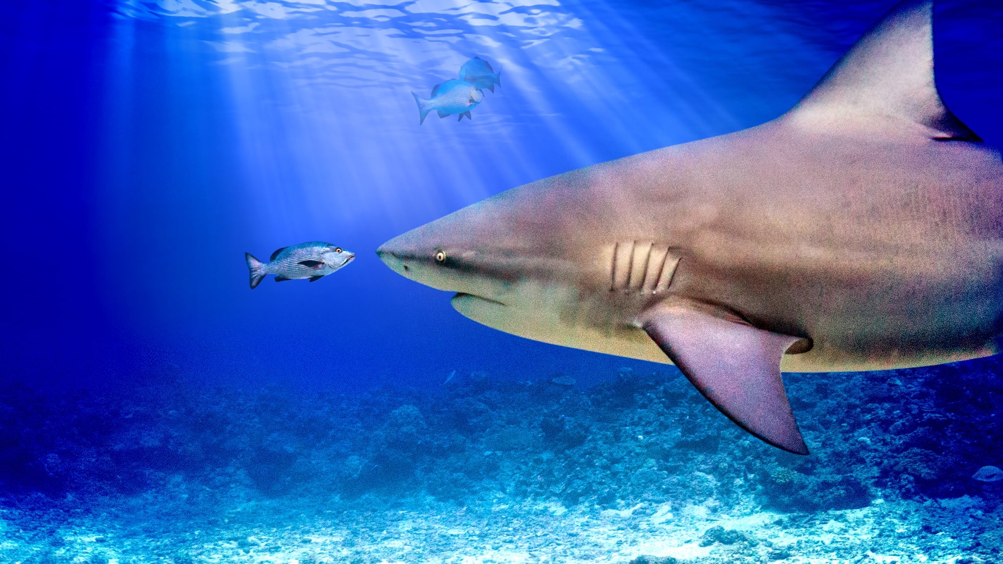 World’s Biggest Bull Shark? 2021 123movies