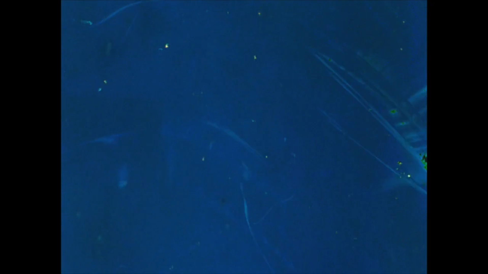 Sound of a Million Insects, Light of a Thousand Stars