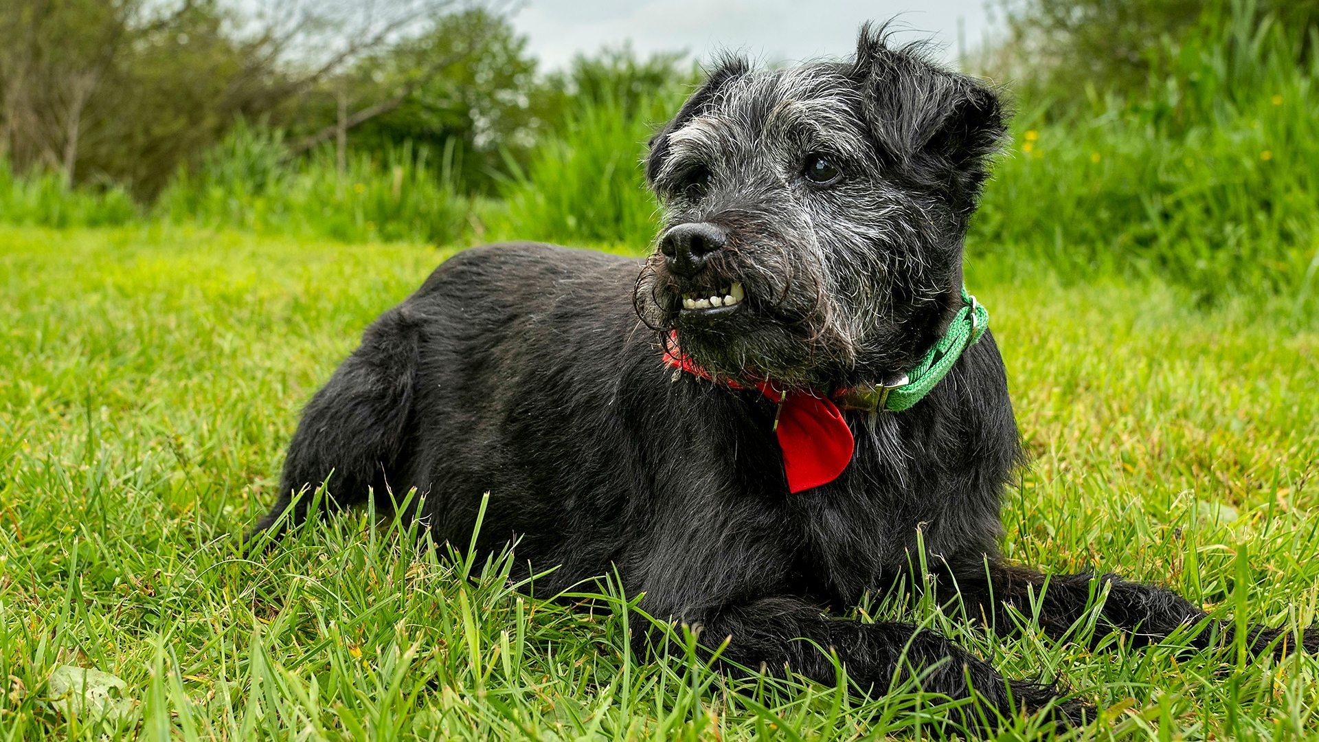 Driffield Beck, East Yorkshire – Brown Trout