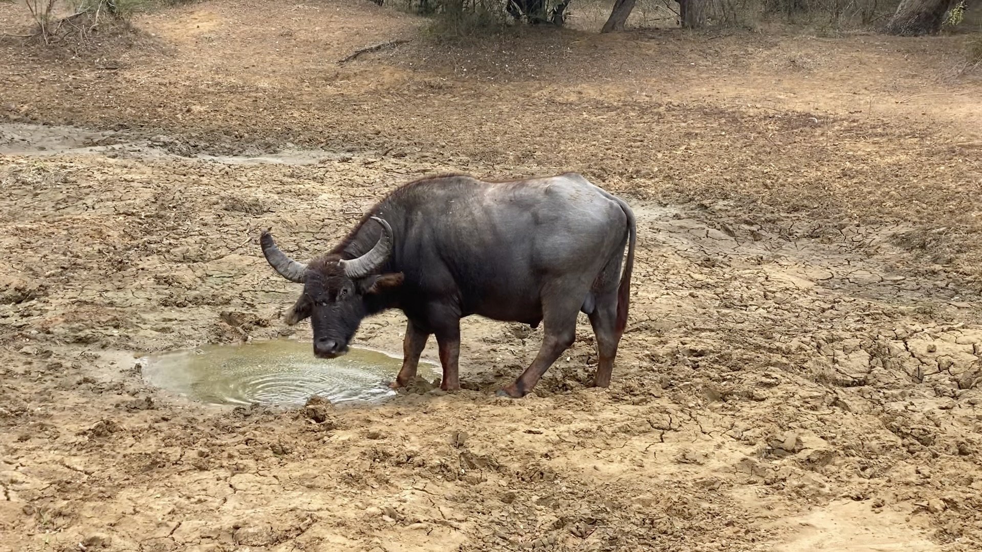 Safari
