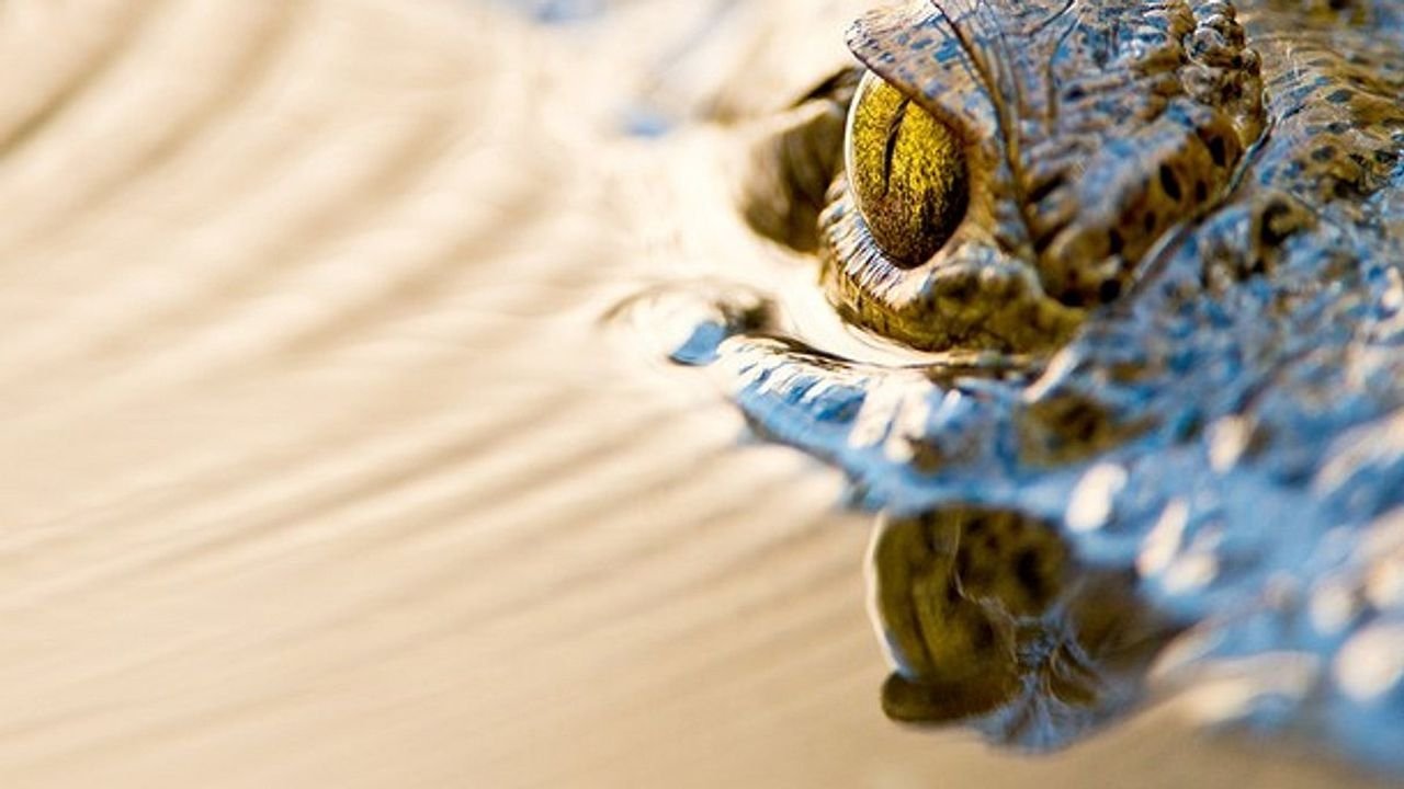 Reptile Kingdom