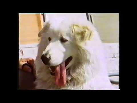 Training Dogs the Woodhouse Way