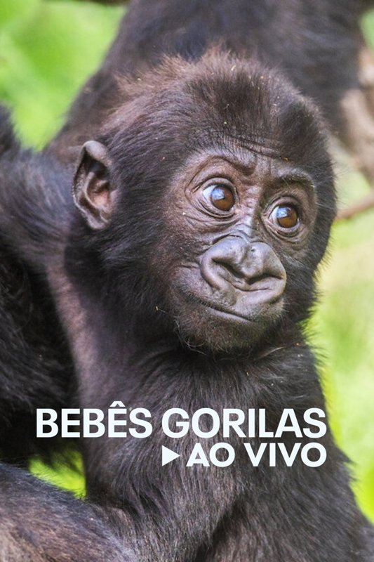 Poster de Bebês Gorilas Ao Vivo