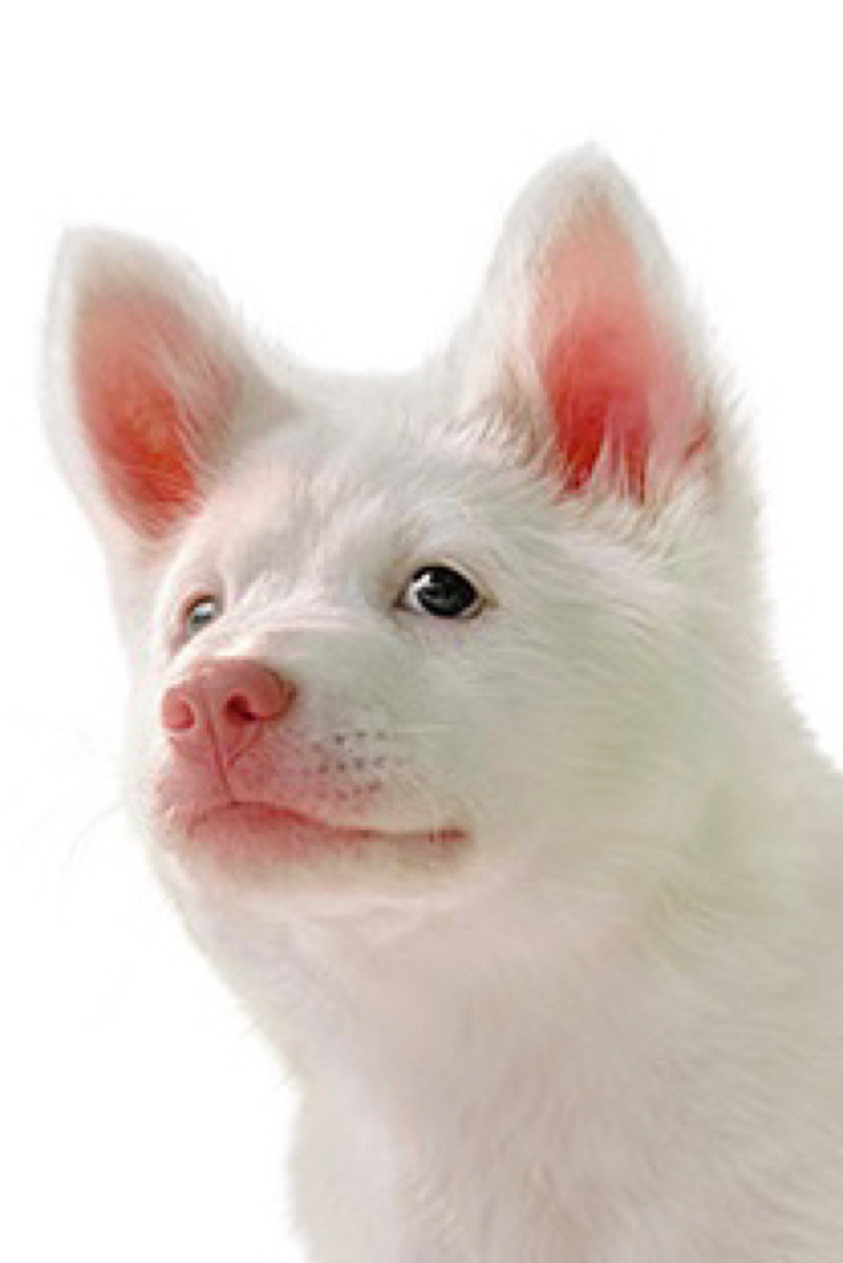 the profile picture of Kori