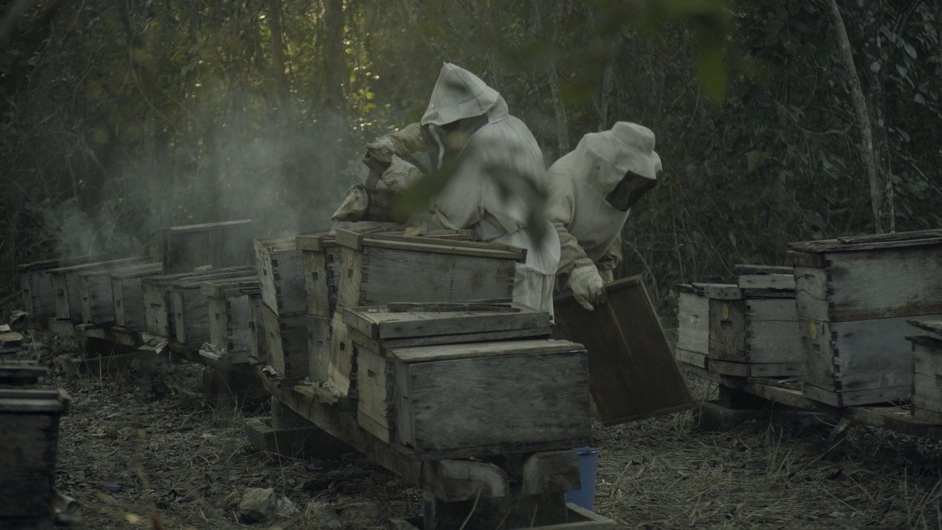 What Happened to the Bees?