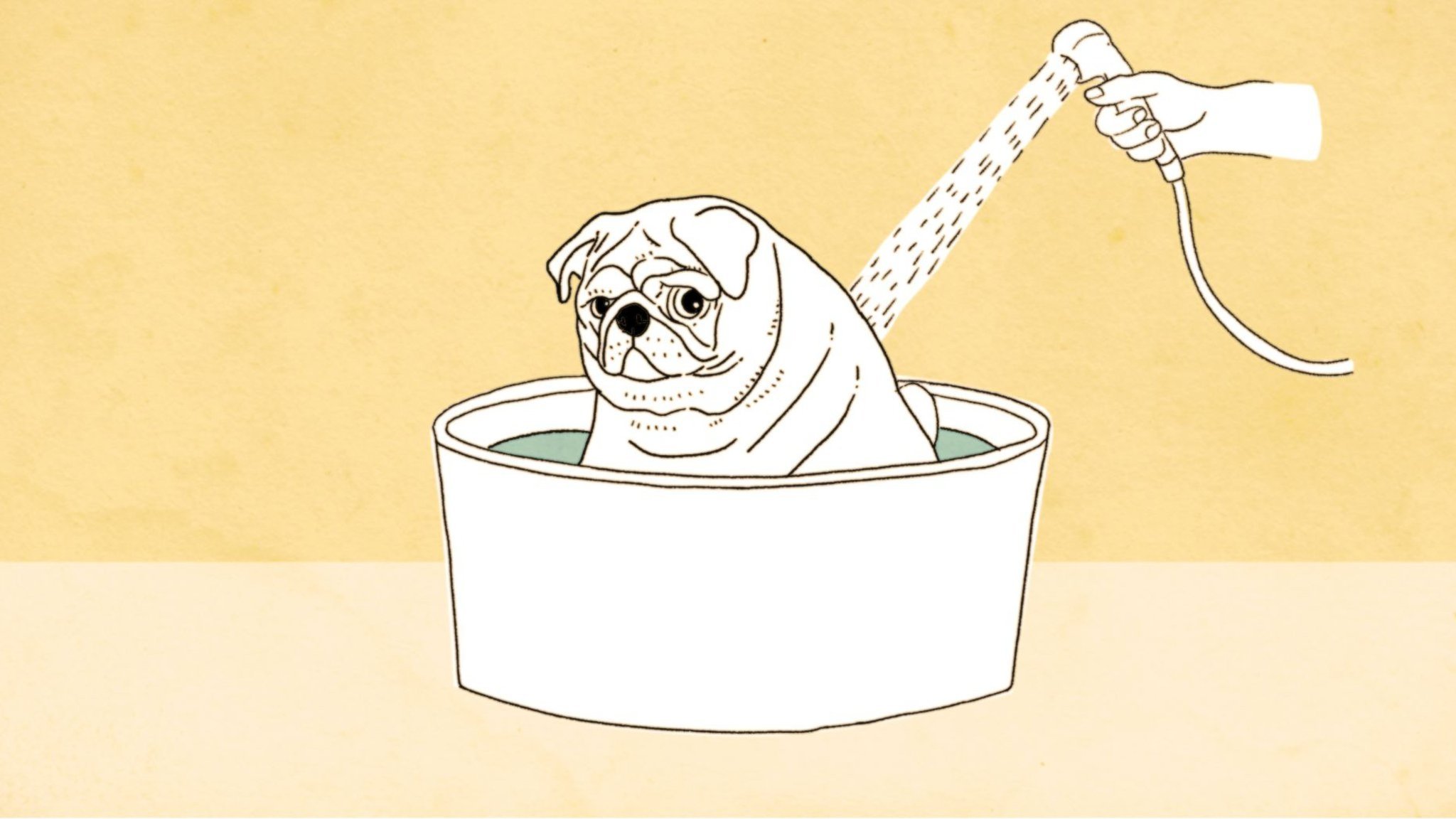 Old Dog